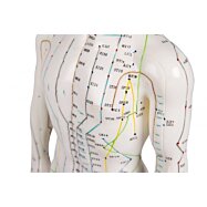 Anatomická akupunkturní figurína, AcuMaster 50 cm