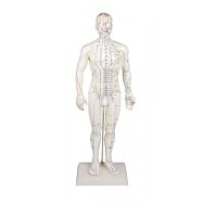 Anatomická akupunkturní figurína, AcuMaster 50 cm