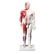 Anatomická akupunkturní figurína se svalstvem, Dual Insight 60 cm