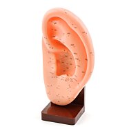 Vzdělávací model levého ucha s akupunkturními body