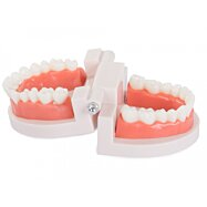 Model lidského chrupu, model zubů