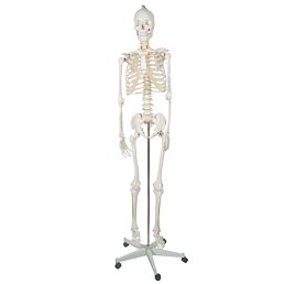 Lidská kostra v životní velikosti, anatomický model, 1:1, 180 cm
